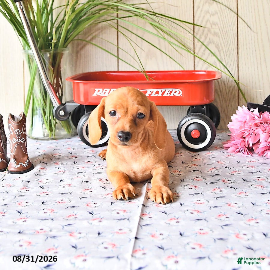 Miniature Dachshund dogs Ricky  - Ad 2