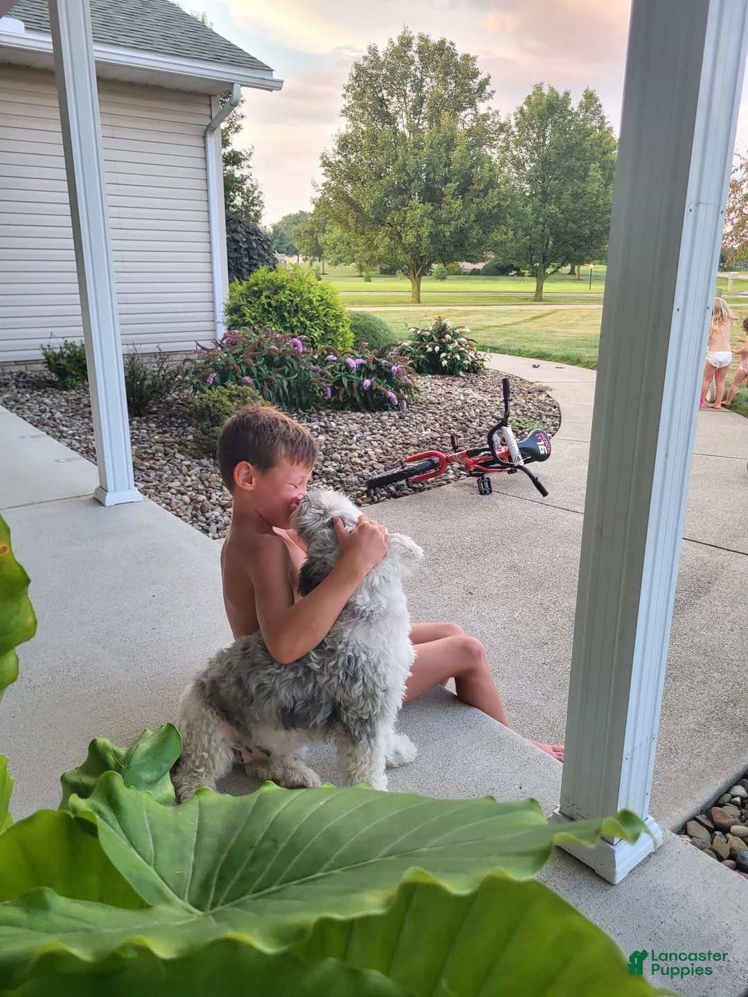 Mixed Breed dogs for sale: Ricky - Ad 18