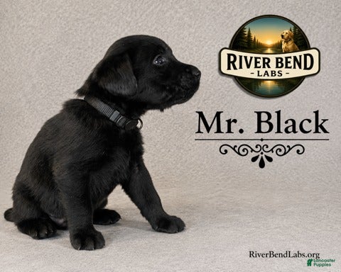 Labrador Retriever dogs Mr Black - Ad 2