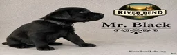 Labrador Retriever dogs for sale: Mr Black - Ad 3