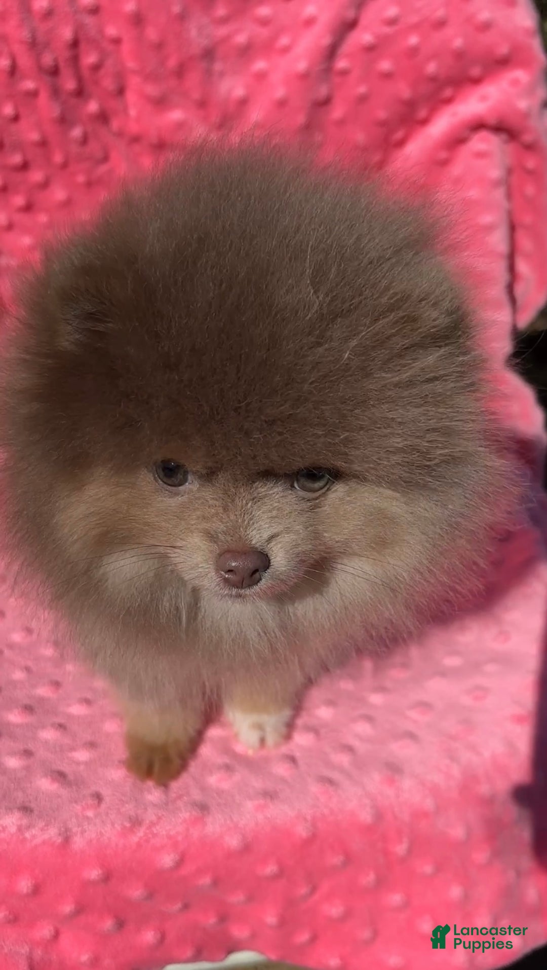 Pomeranian dogs for sale: Lavender  - Ad 4