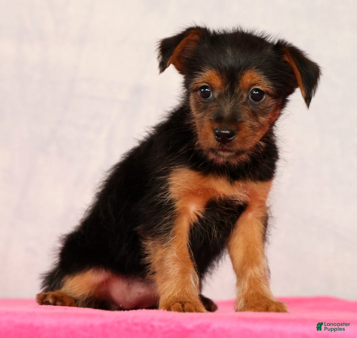 Yorkshire Terrier dogs Nova - Ad 1