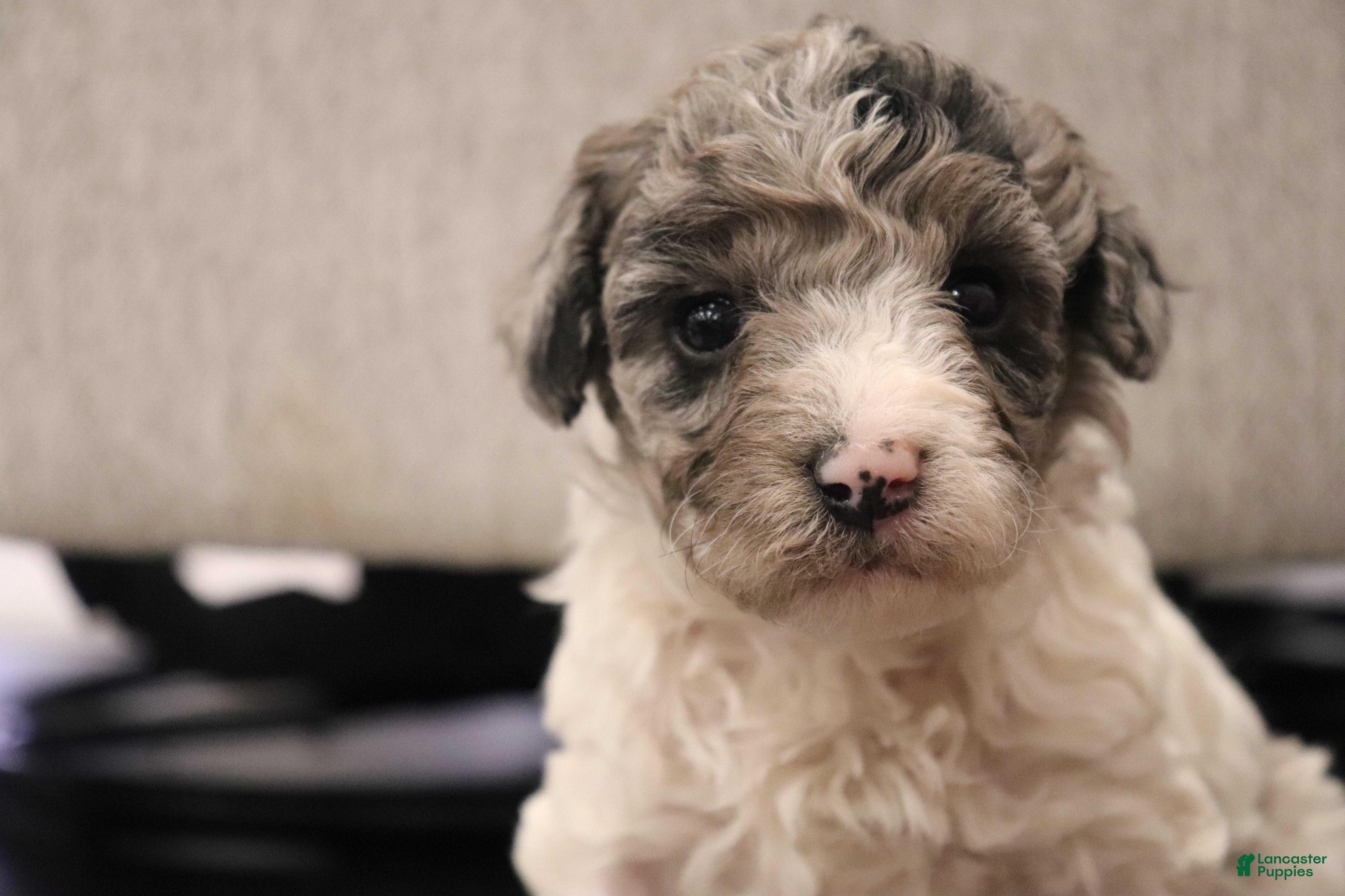 Miniature Poodle dogs for sale: Izzy - Ad 3