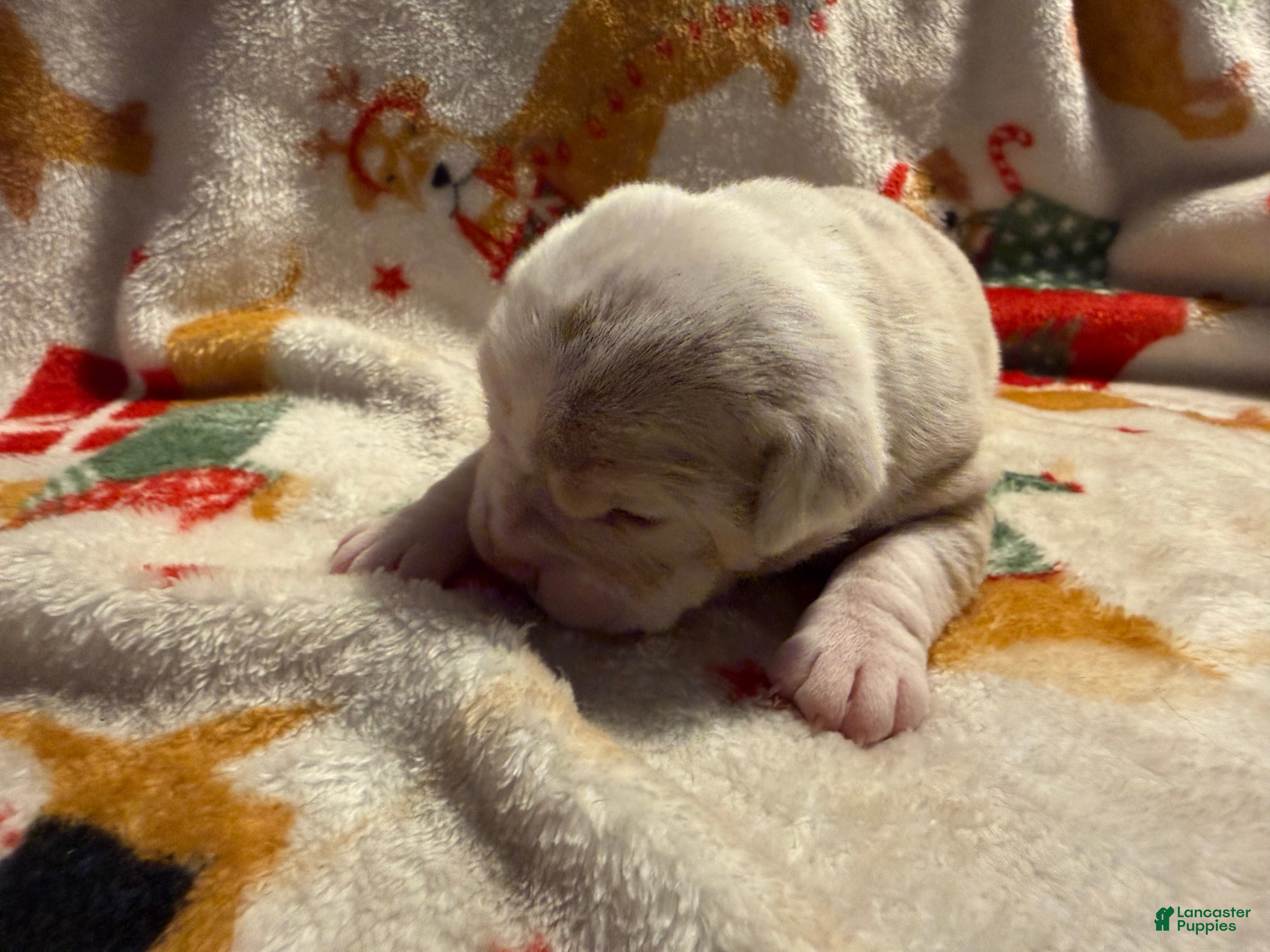 Olde English Bulldogge dogs Tri Lilac Merle - Ad 2