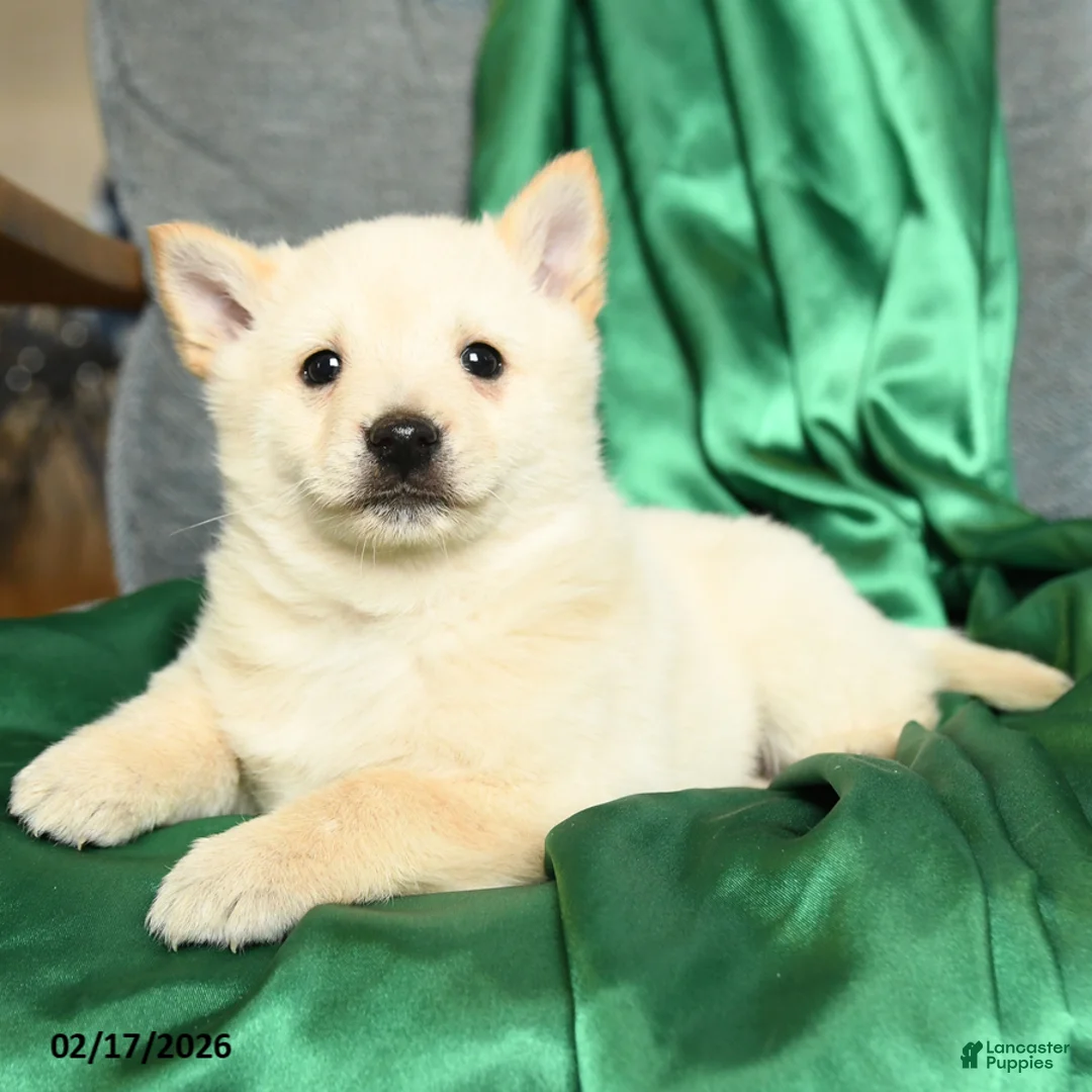 Schipperke dogs for sale: Flicker - Ad 3