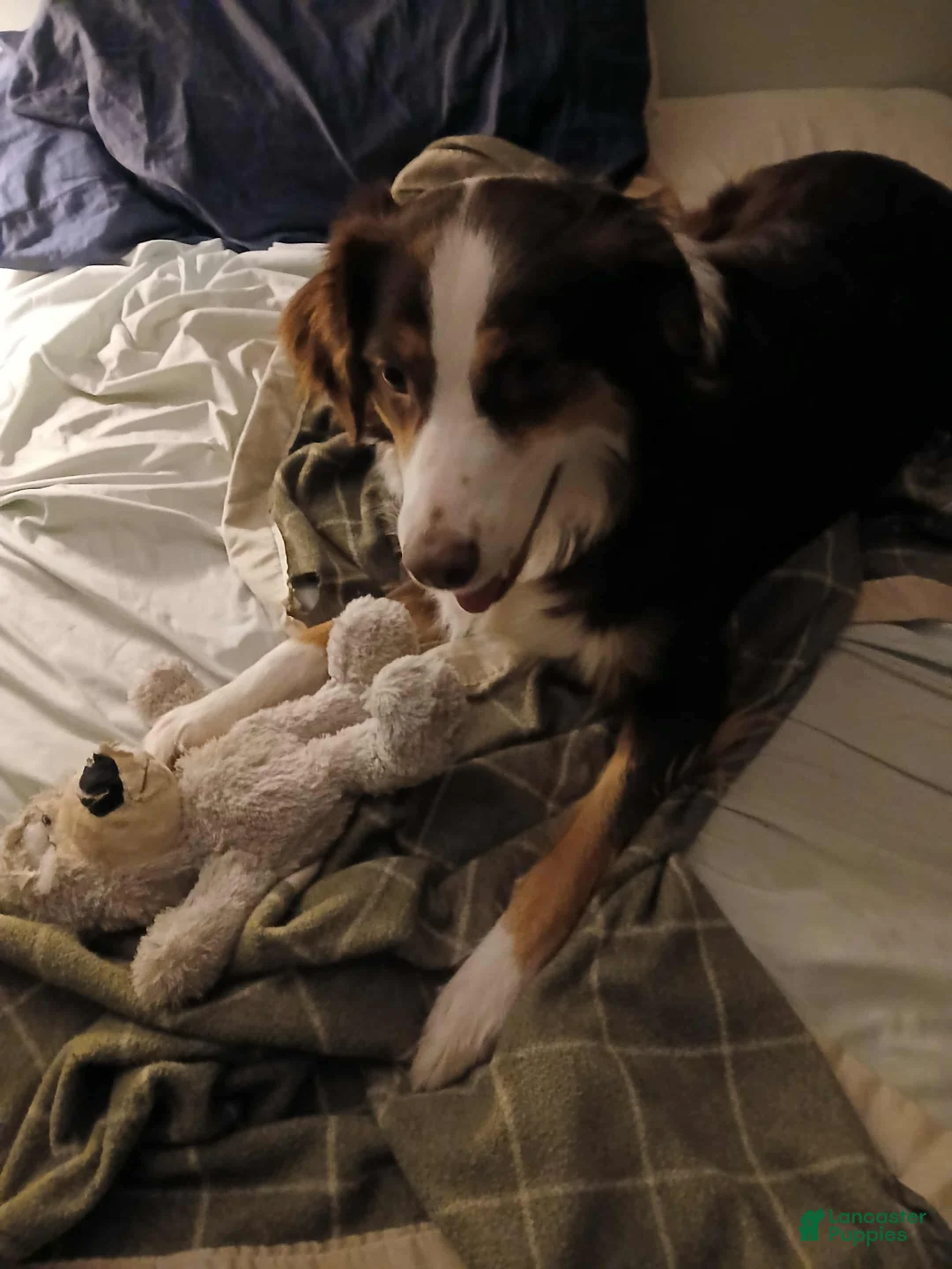 Australian Shepherd dogs for sale: Bridget Bishop - Ad 16