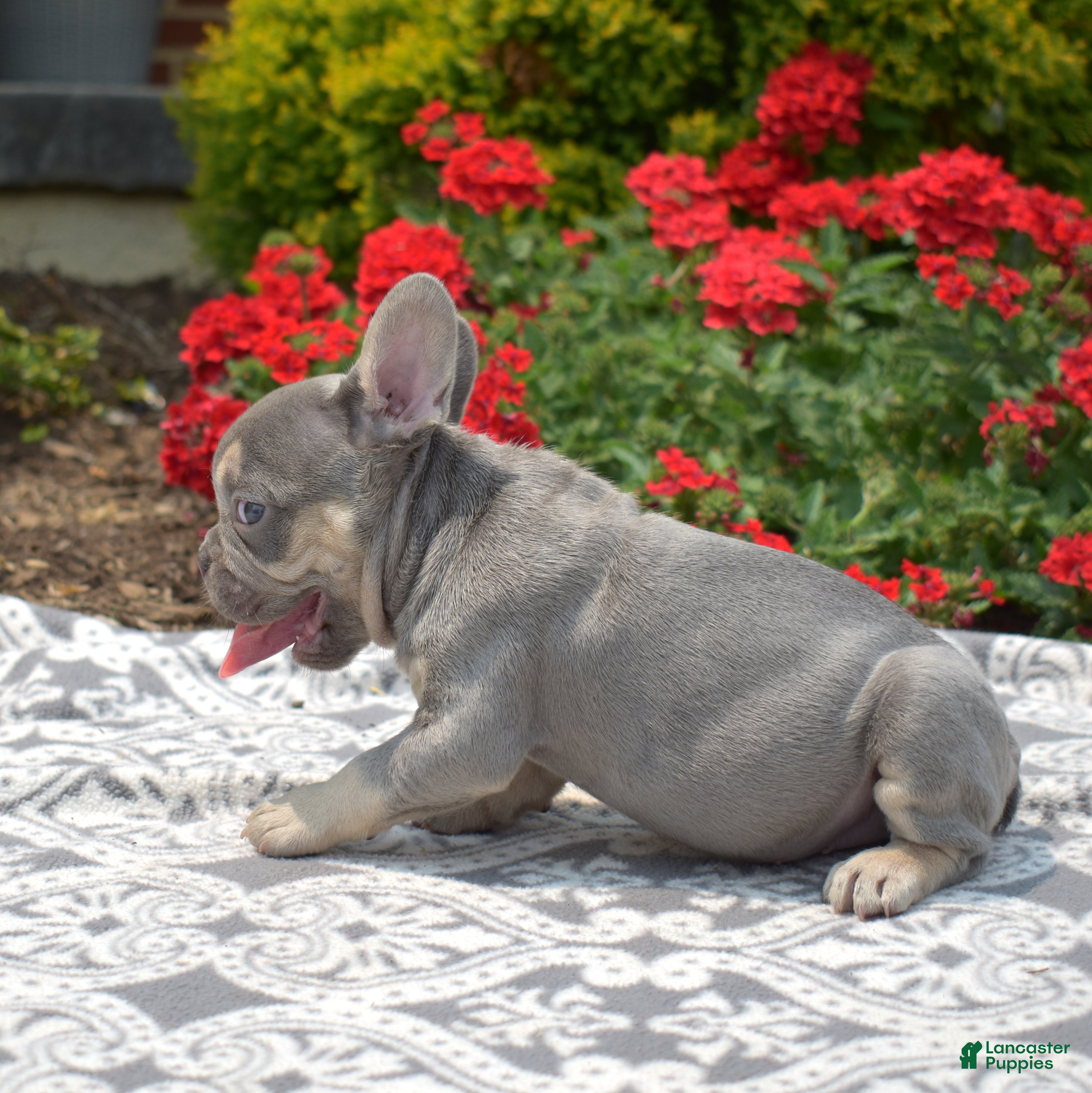 French Bulldog dogs Bleu - Ad 2