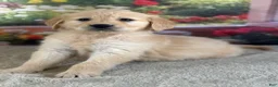 Golden Retriever dogs for sale:  Poppy - Ad 5