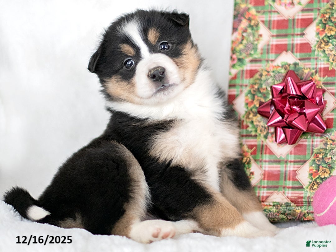 Miniature Australian Shepherd dogs for sale: Ivy - Ad 3