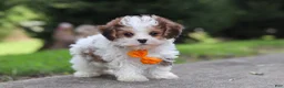 Maltipoo dogs for sale: Benji - Ad 4