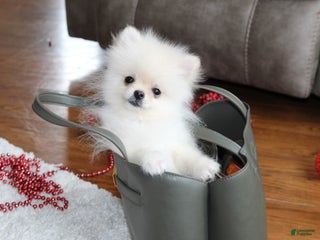 Pomeranian dogs Teacup Tony - Ad 10