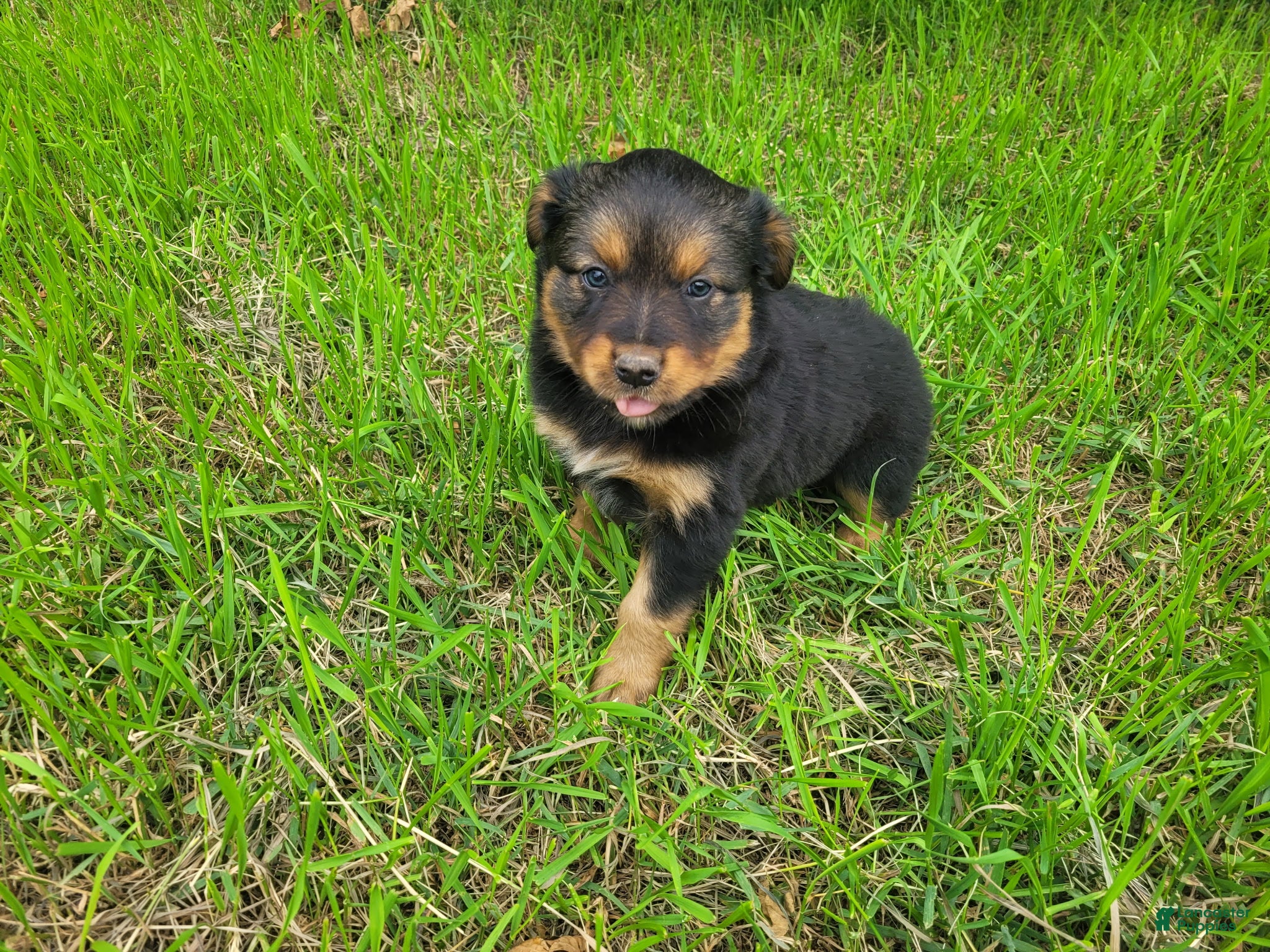 Mixed Breed dogs Lulu  - Ad 1