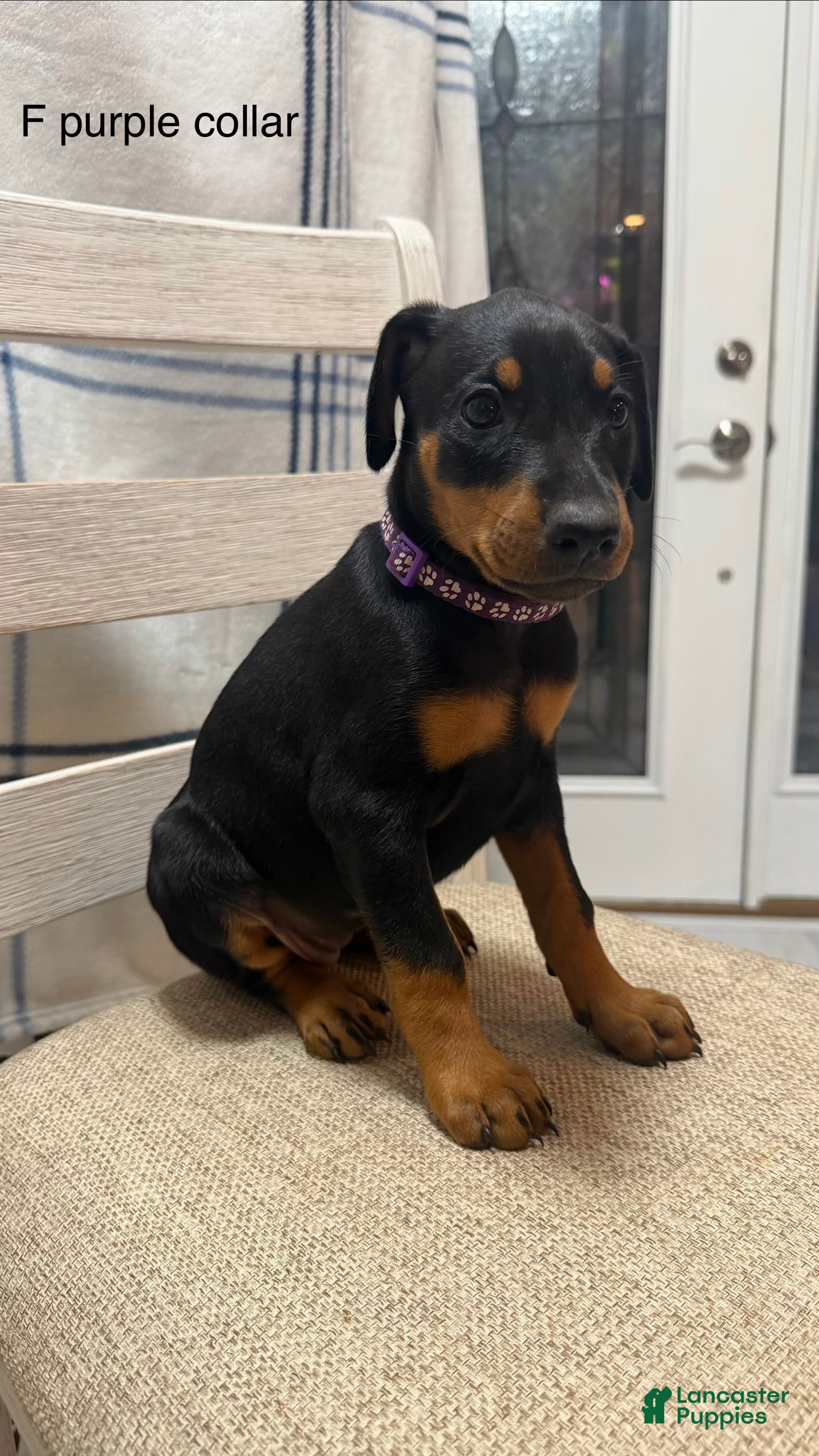 Doberman Pinscher dogs Doberman Pinscher Puppy 2 - Ad 2