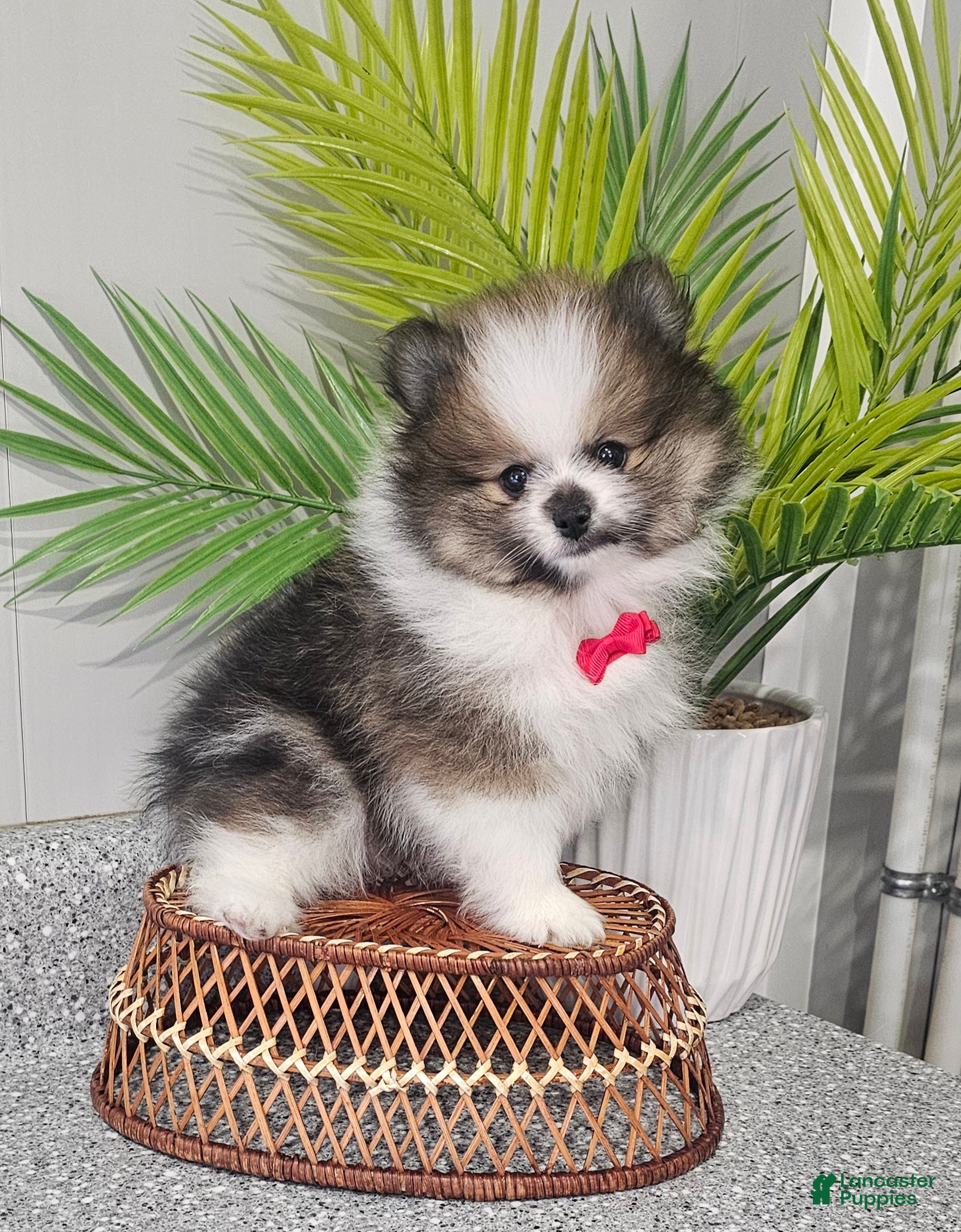 Pomeranian dogs Snickers - Ad 29