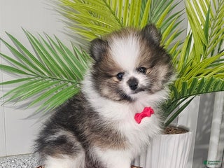 Pomeranian dogs Snickers - Ad 17