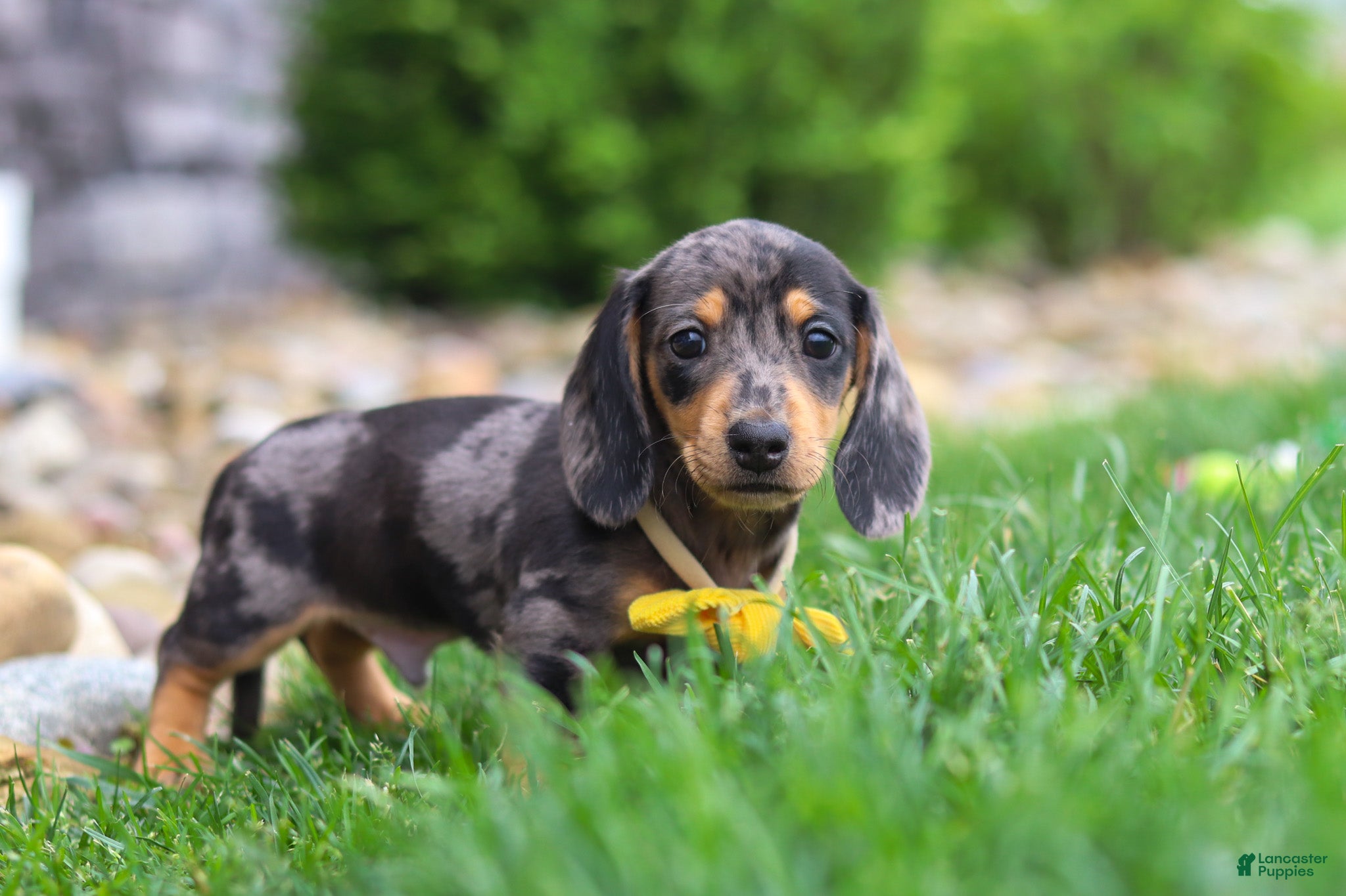 Miniature Dachshund dogs Blake - Ad 2