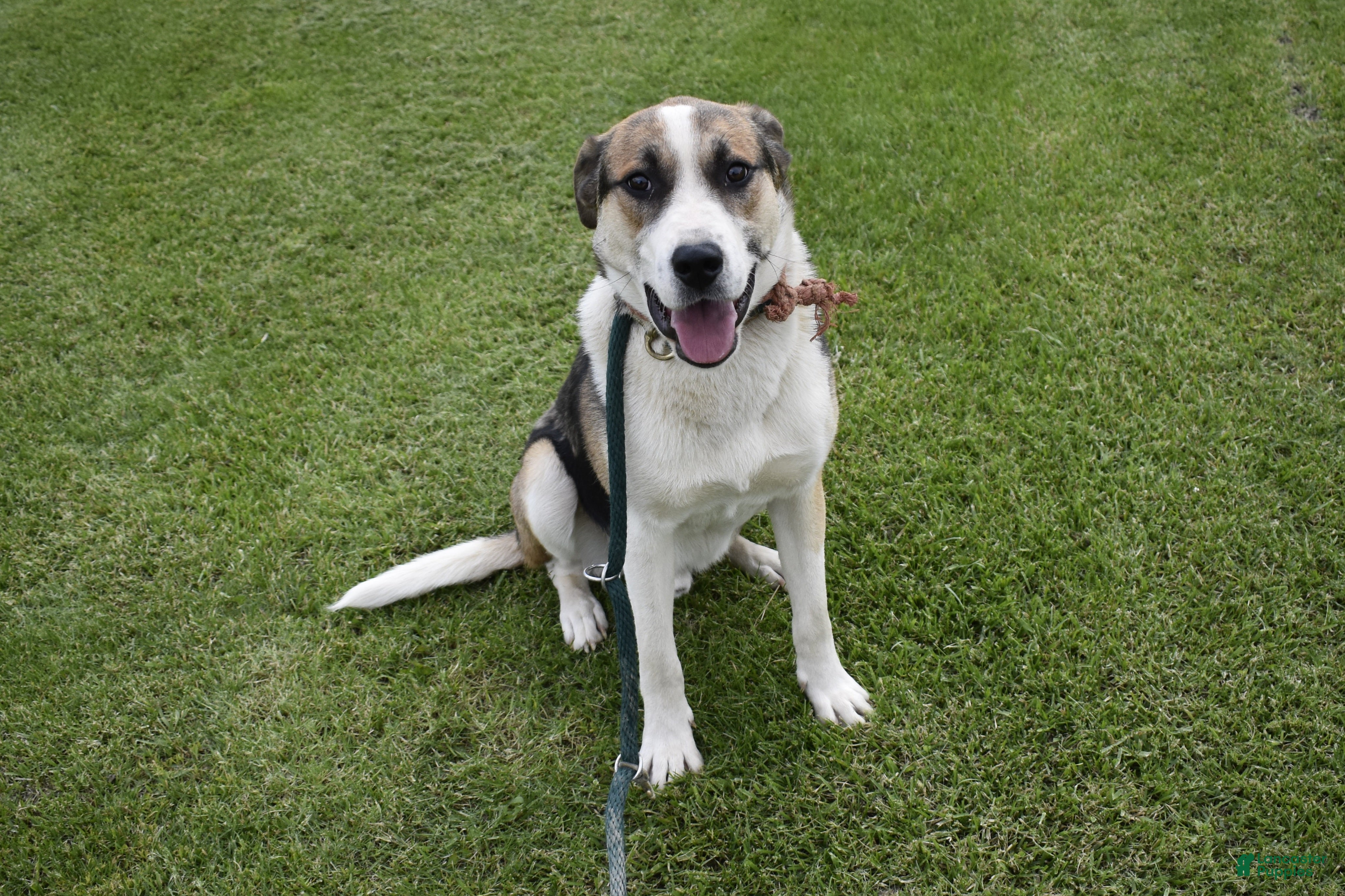 Mixed Breed dogs Mixed Breed Puppy 1 - Ad 5