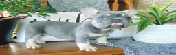 French Bulldog dogs for sale: Missy - Ad 16