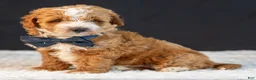 Mini Goldendoodle dogs for sale: Scout - Ad 1