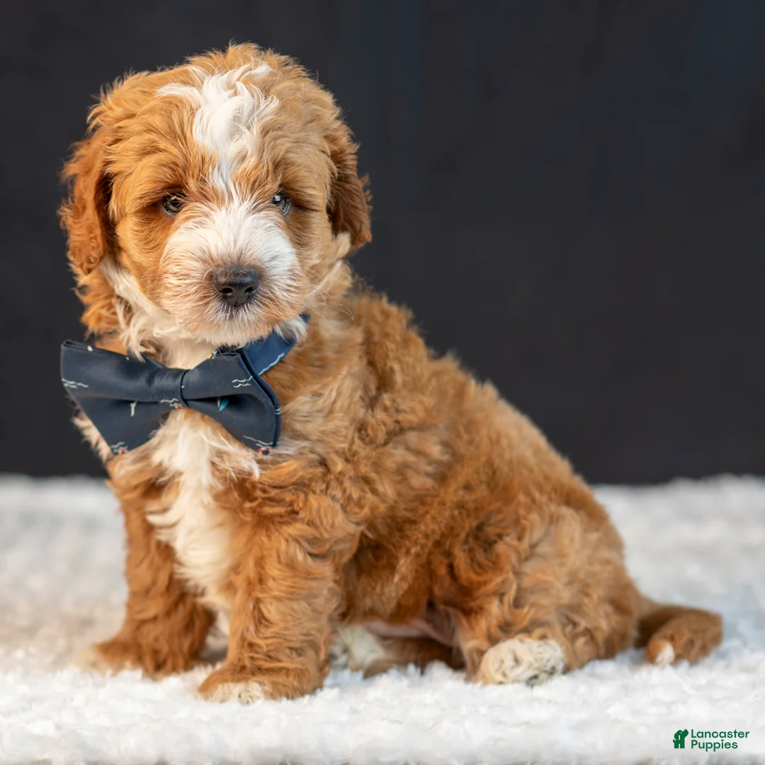 Mini Goldendoodle dogs for sale: Scout - Ad 1