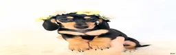 Miniature Dachshund dogs for sale: AKC Zoey - Ad 9