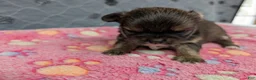 Chihuahua dogs for sale: Bailey - Ad 3
