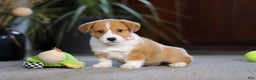 Welsh Corgi Pembroke dogs for sale: Hailey - Ad 5