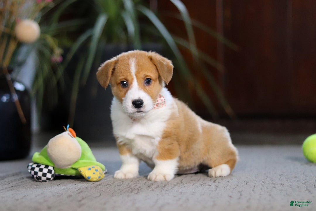 Welsh Corgi Pembroke dogs for sale: Hailey - Ad 5