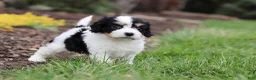 Cavachon dogs for sale: Taylor - Ad 7