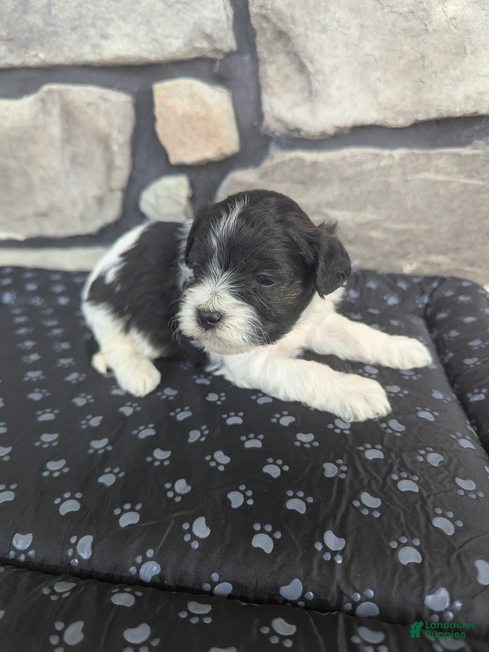 Max (Havanese, Male) in Dundee, OH