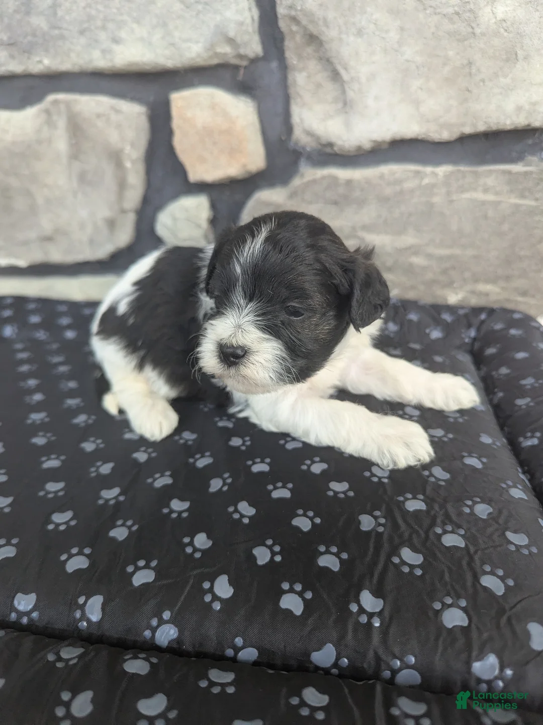 Havanese dogs for sale: Max - Ad 1