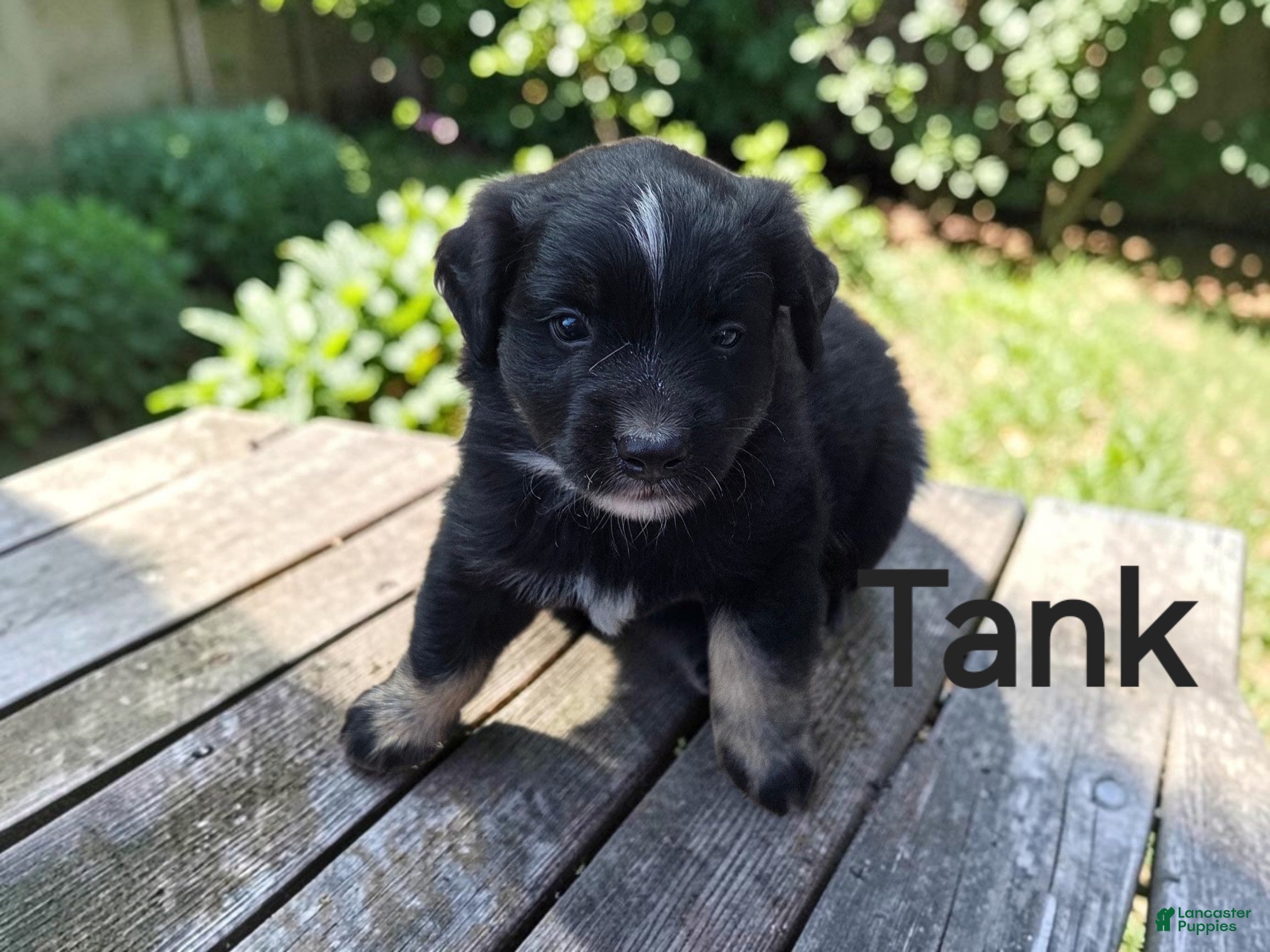 Australian Shepherd dogs Tank - Ad 35
