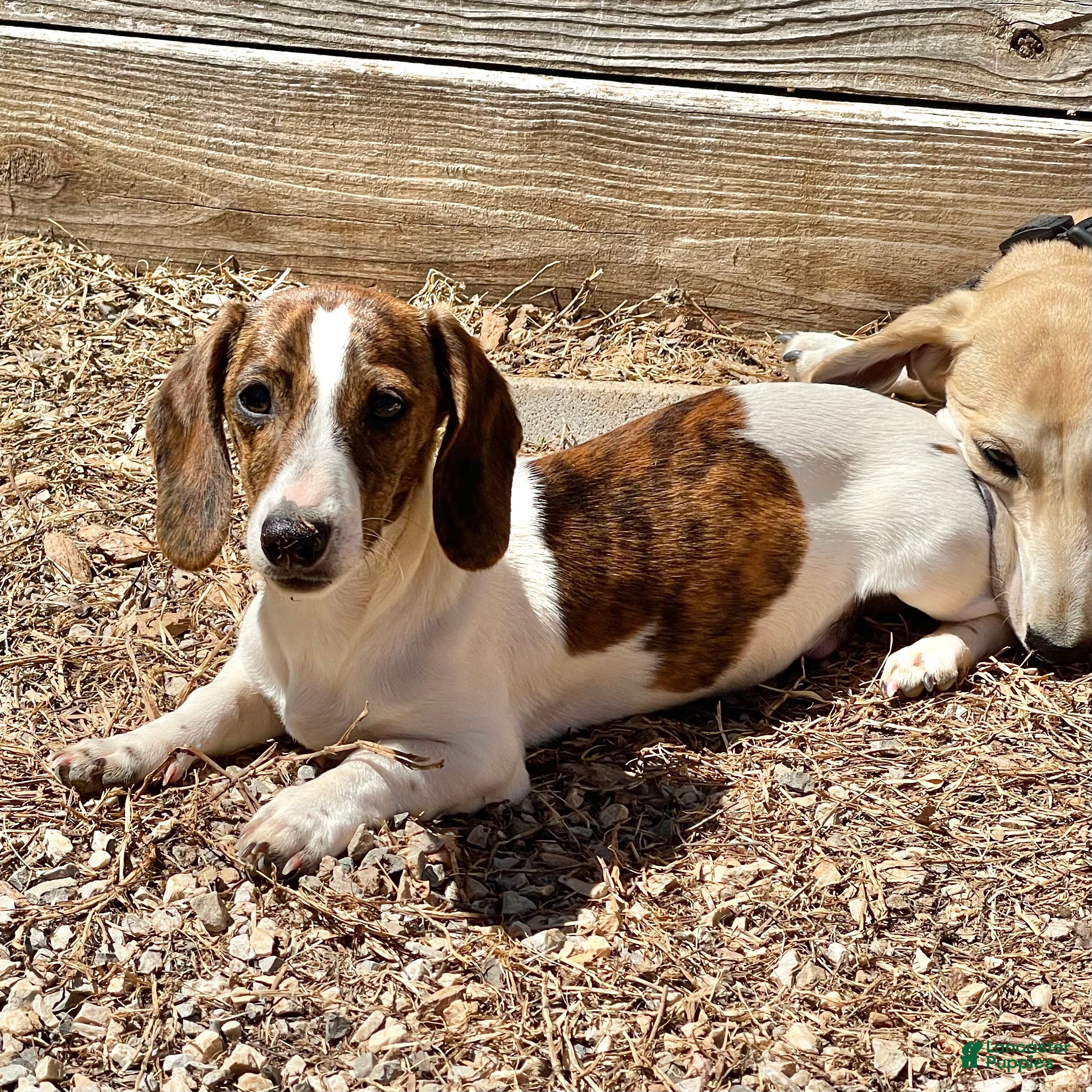 Dachshund dogs Mavrik - Ad 37