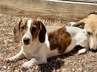 Dachshund dogs Mavrik - Ad 37