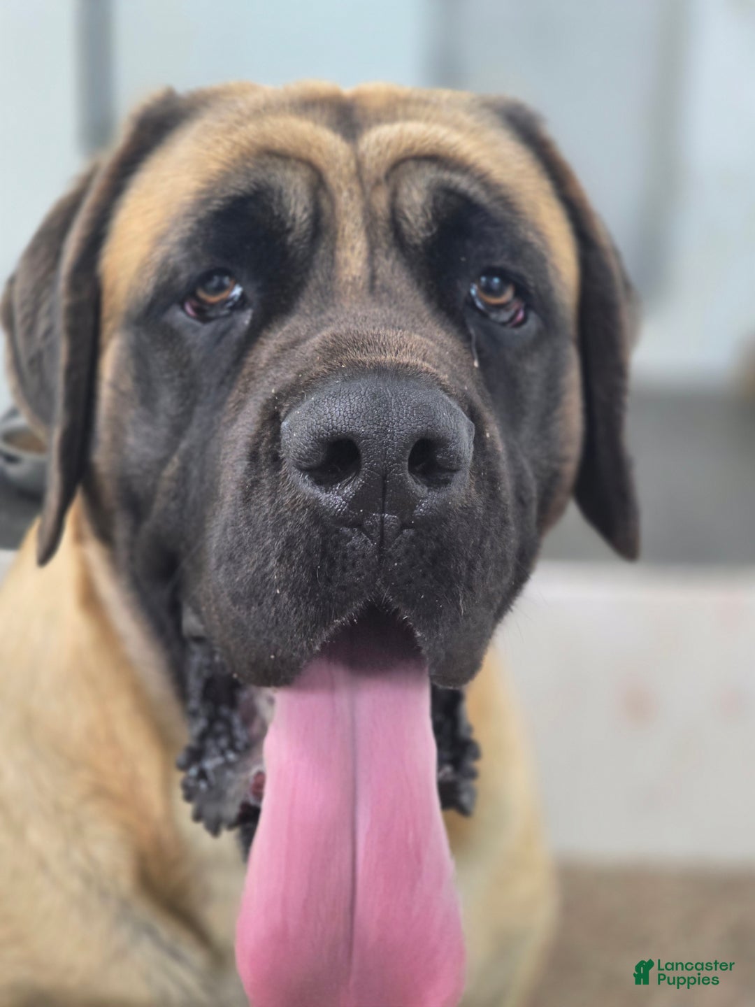 English Mastiff dogs for sale: Connie - Ad 6