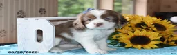 Cocker Spaniel dogs for sale: Jewel - Ad 5