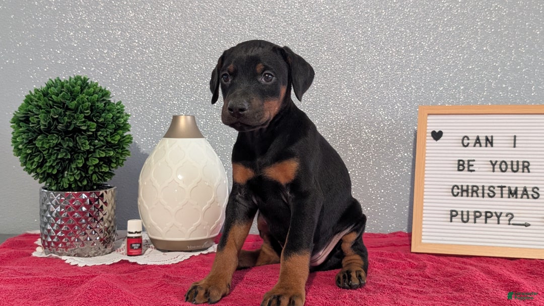 Doberman Pinscher dogs for sale: Lily - Ad 4