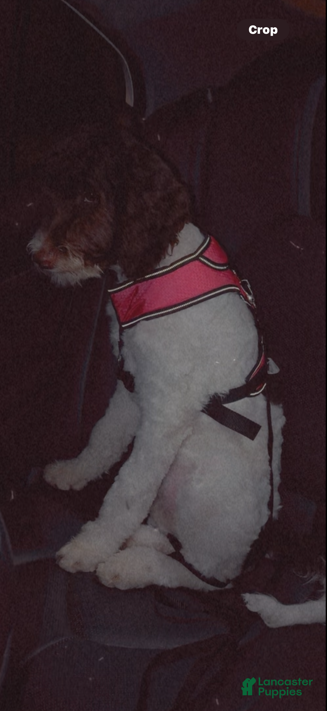 Goldendoodle dogs for sale: Goldendoodle Puppy 1 - Ad 7