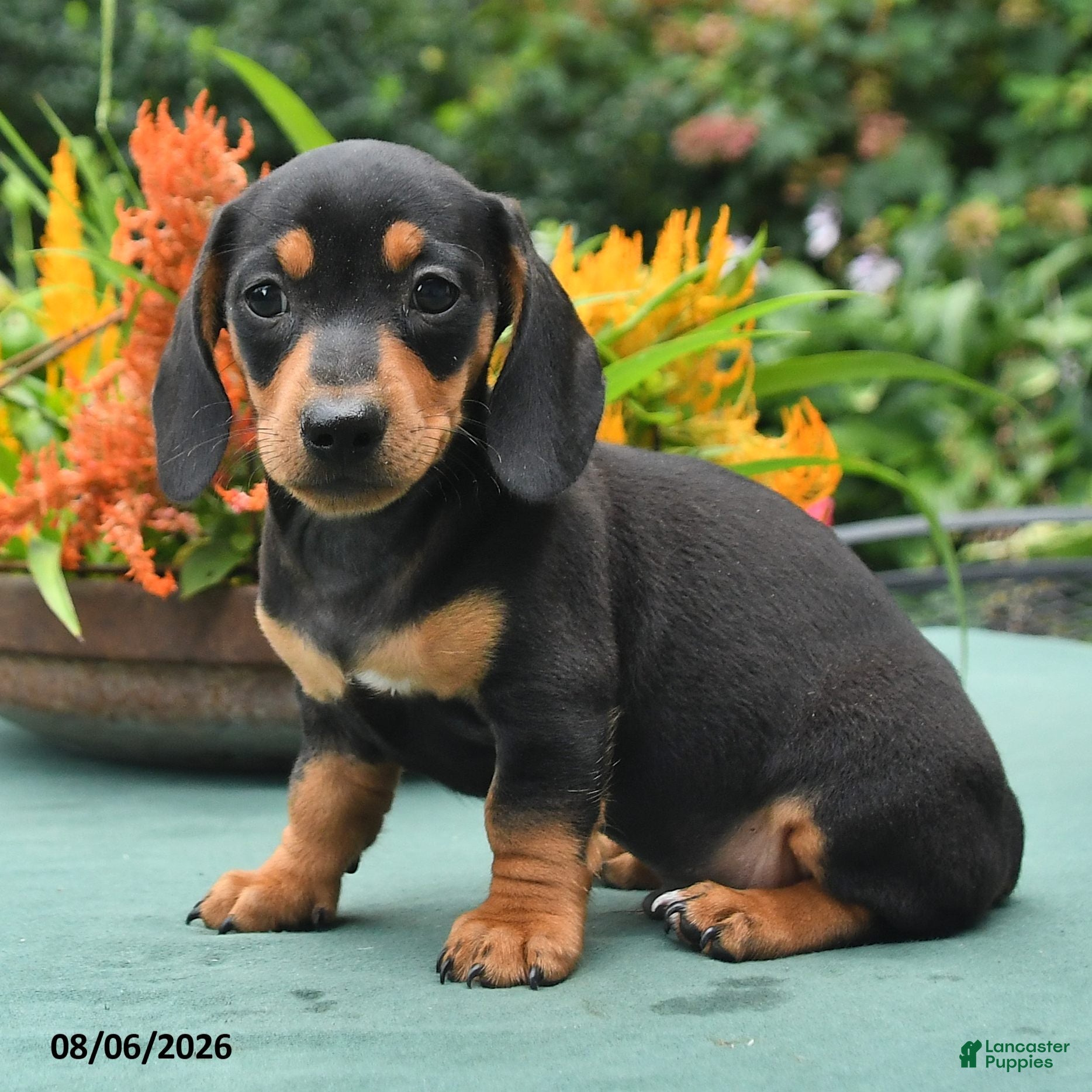 Dachshund dogs Tyler - Ad 2