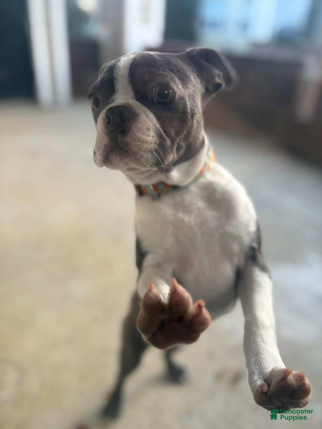 Boston Terrier dogs for sale: Boston Terrier Puppy 1 - Ad 1