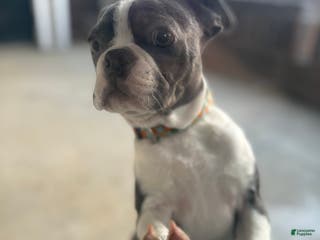 Boston Terrier dogs Boston Terrier Puppy 1 - Ad 25