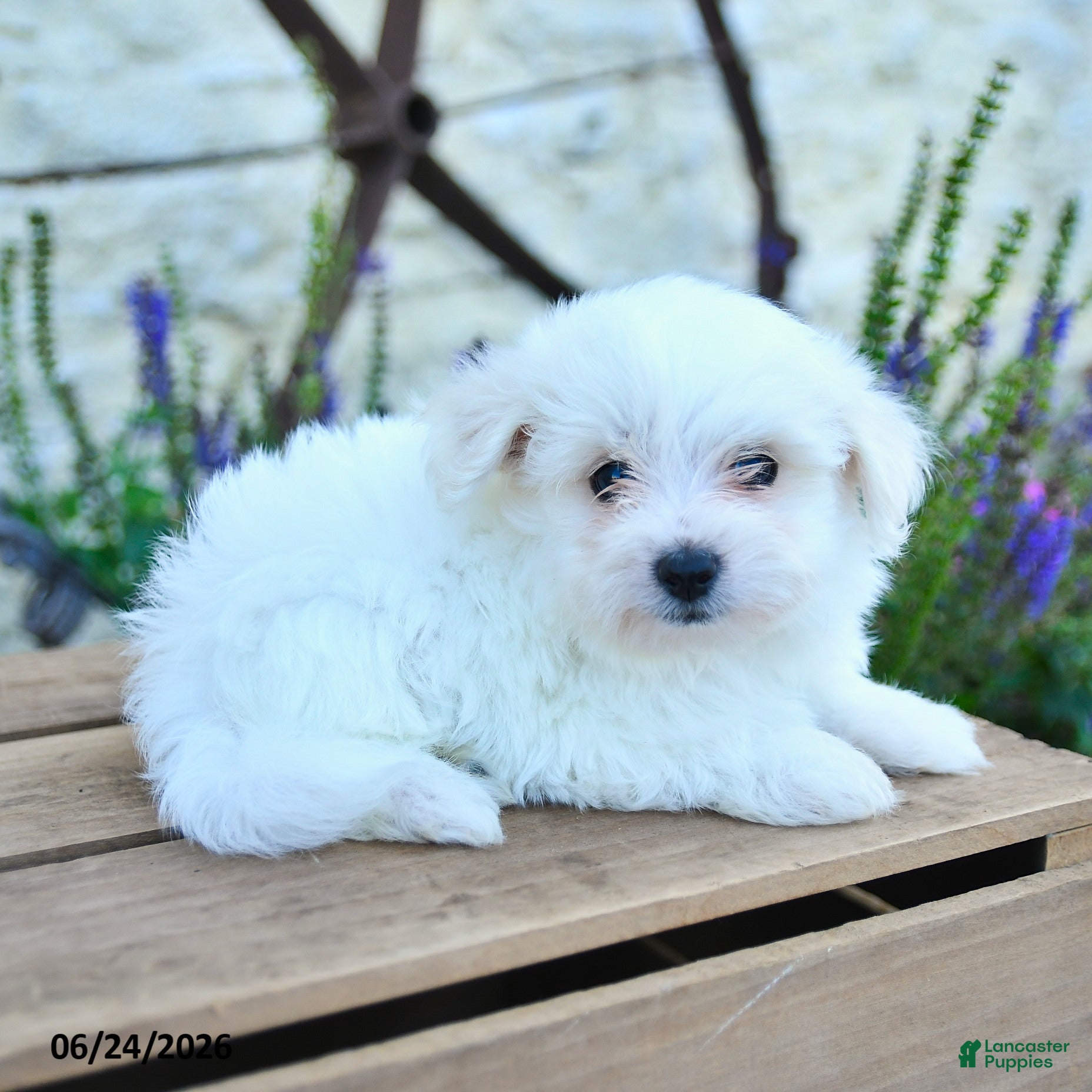Mixed Breed dogs Otto - Ad 2
