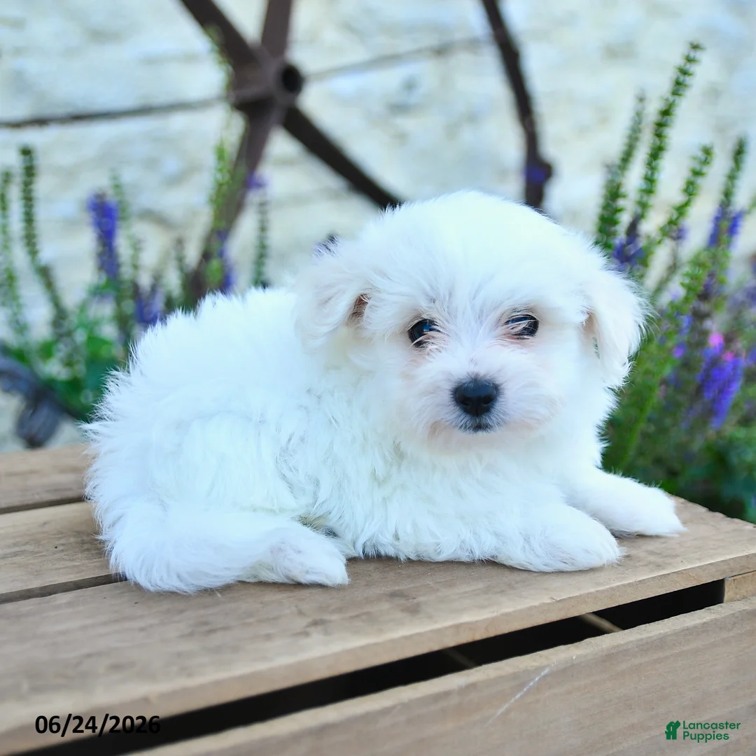 Mixed Breed dogs for sale: Otto - Ad 2
