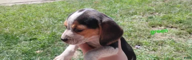 Female beagle with green collar summer 2026