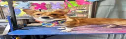 Welsh Corgi Pembroke dogs for sale: Turtle - Ad 7