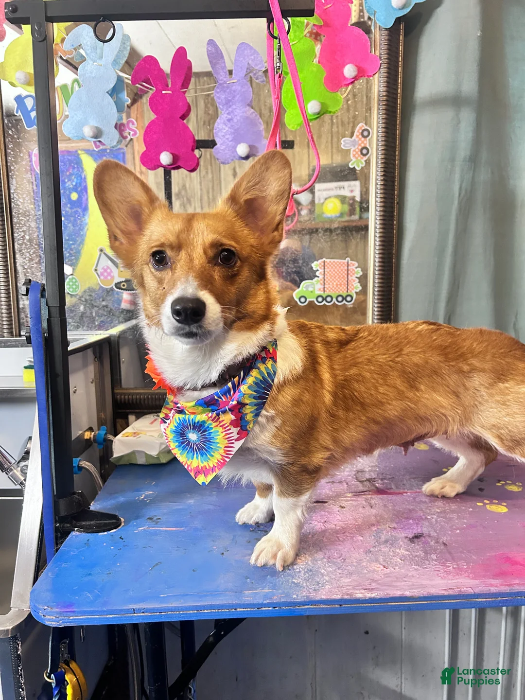 Welsh Corgi Pembroke dogs for sale: Turtle - Ad 7