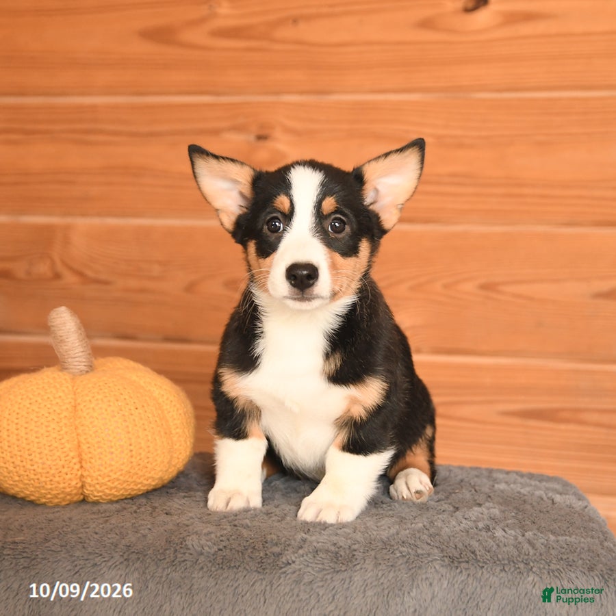 Welsh Corgi Pembroke dogs Molly - Ad 1