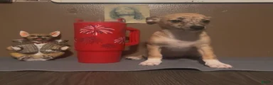 Mai Tai 
