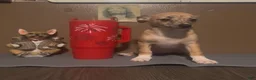 Chiweenie dogs for sale: Mai Tai  - Ad 1