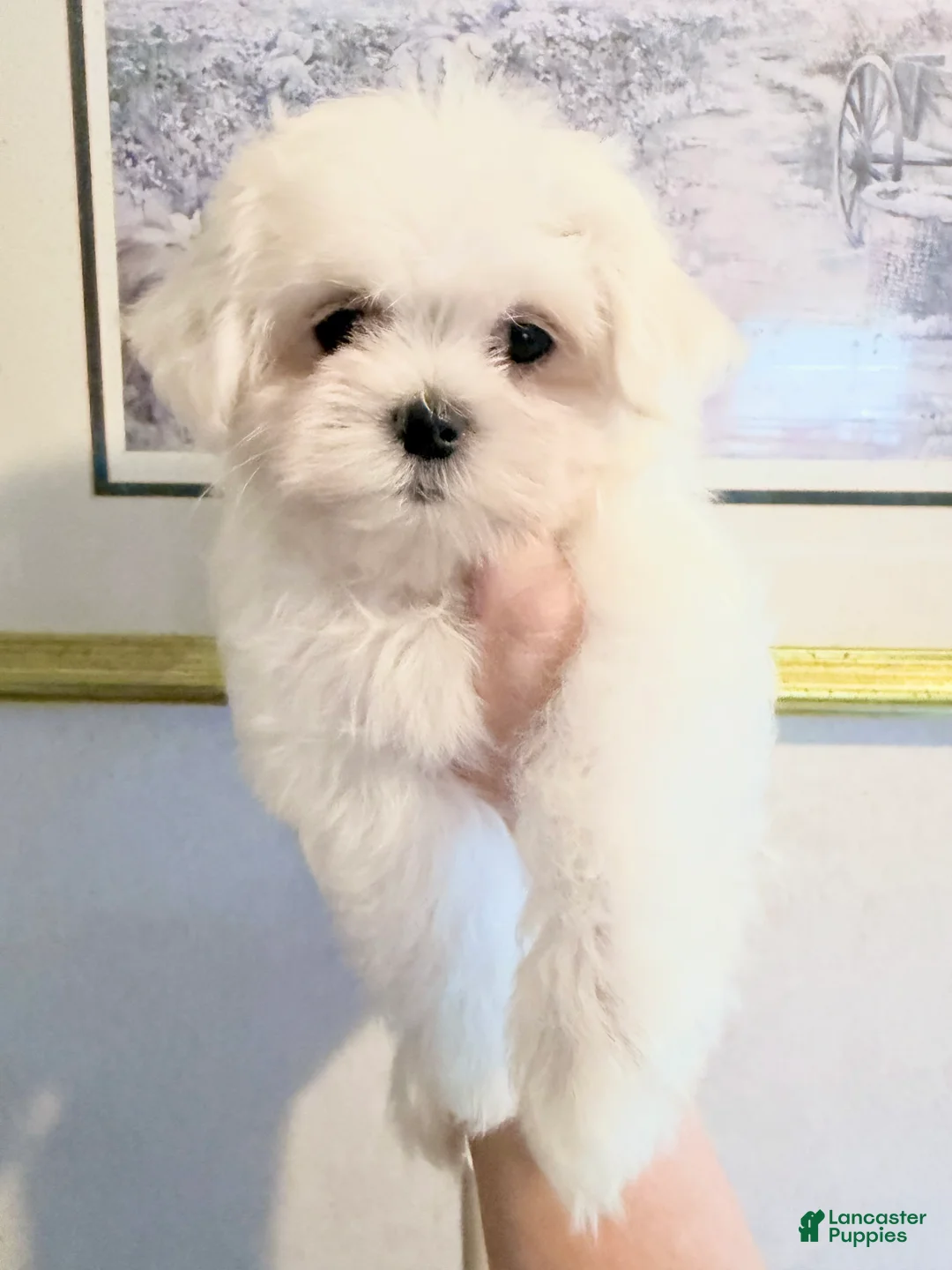 Maltese dogs for sale: Maltese 3 - Ad 2